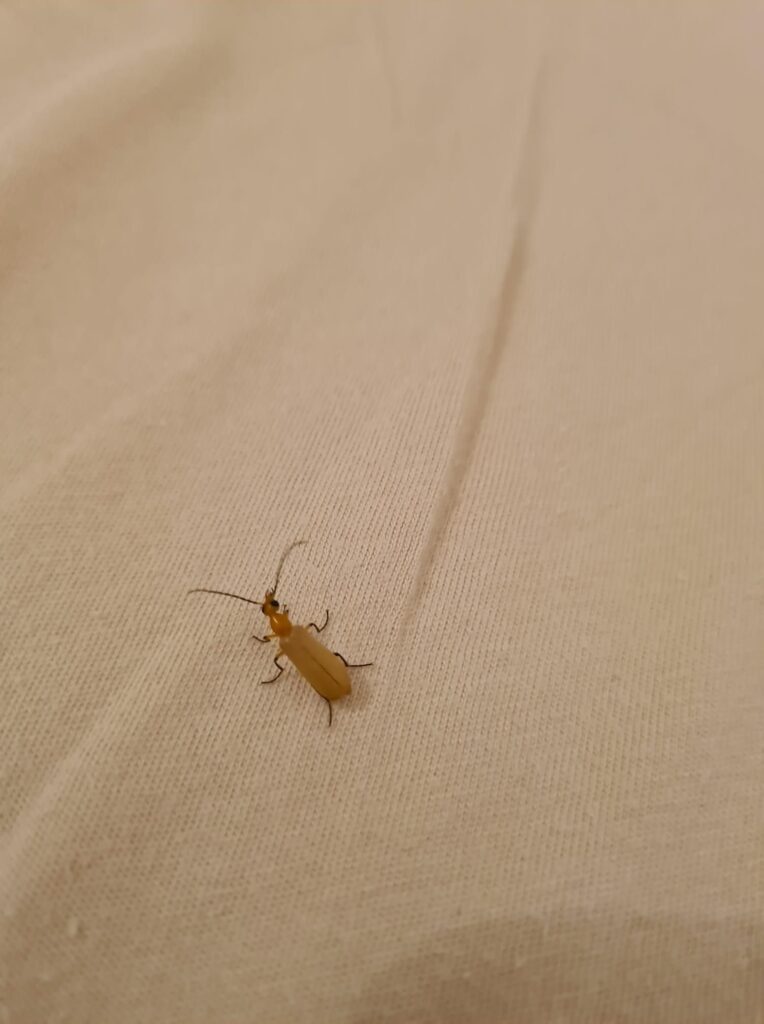 יקרונית הרהיטים