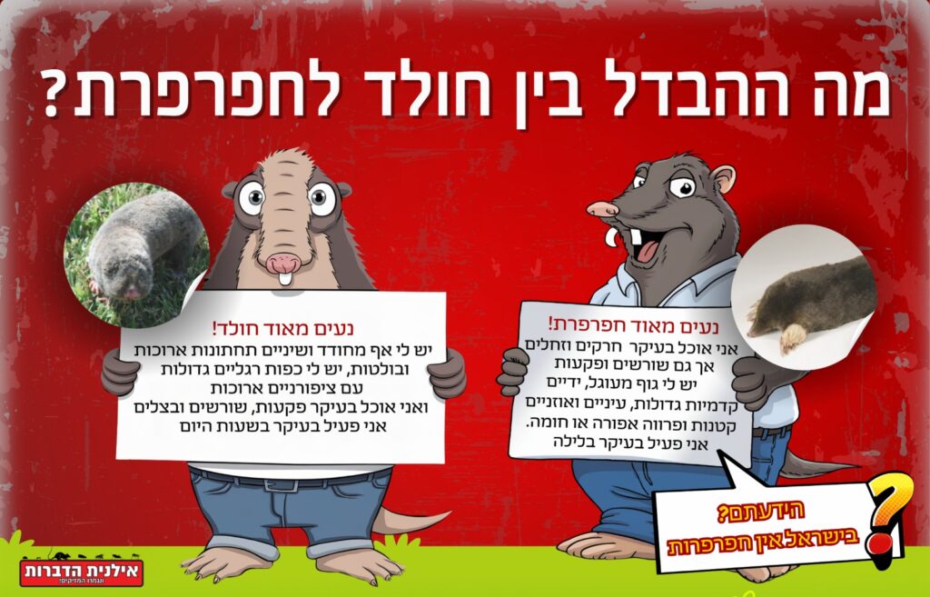 מה ההבדל בין חפרפרת לחולד
