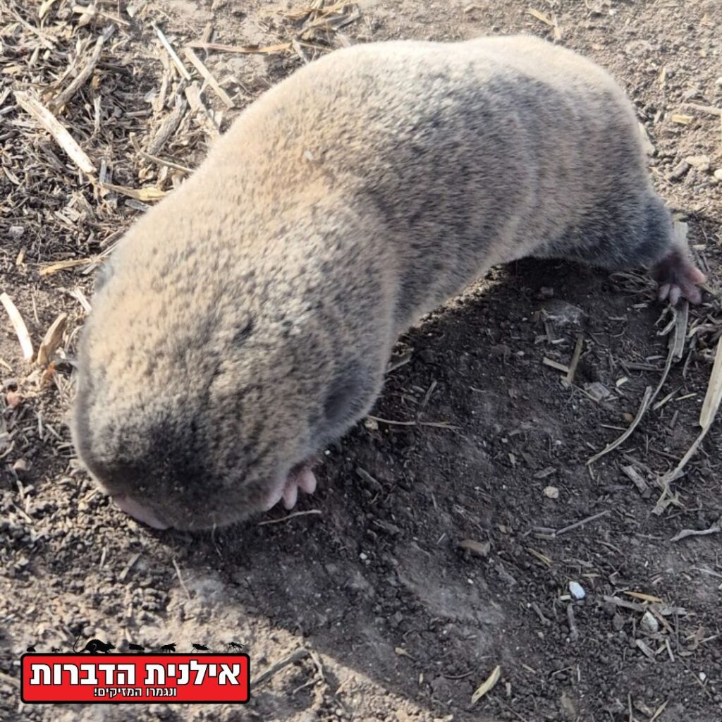 חולד בגינה