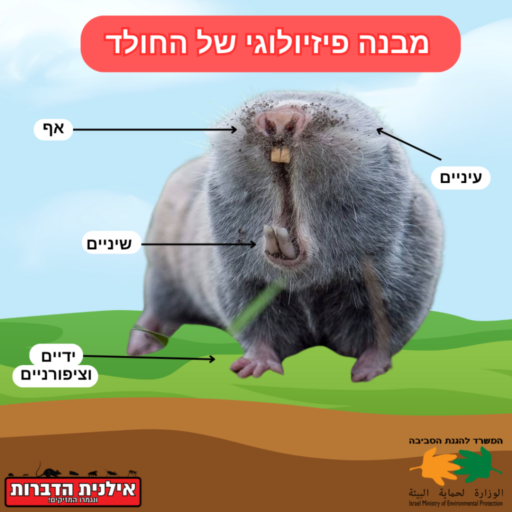 מבנה פיזיולוגי של חולד