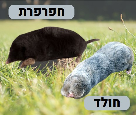 ההבדל בין חולד וחפרפרת