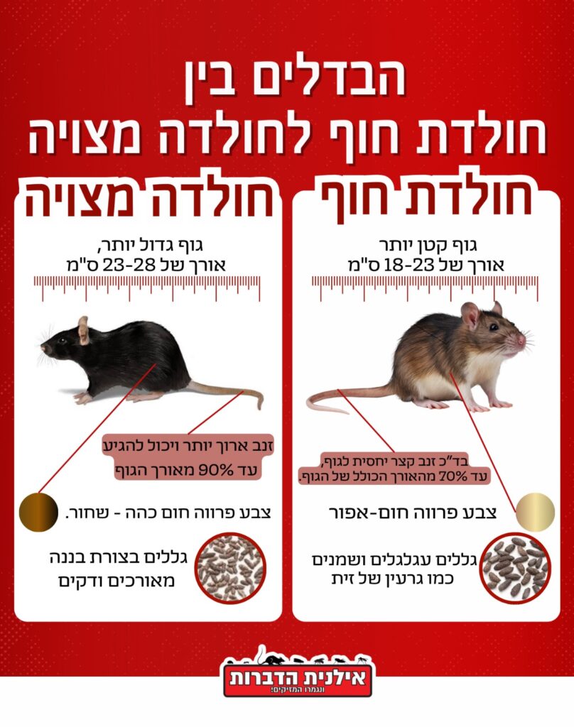 ההבדל בין חולדת חוף לחולדה מצויה