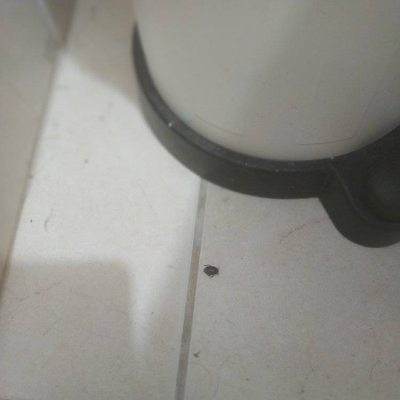 הדברת פשפש סרחן