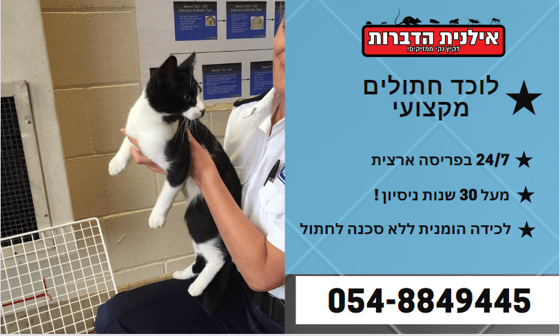 לוכד חתולים