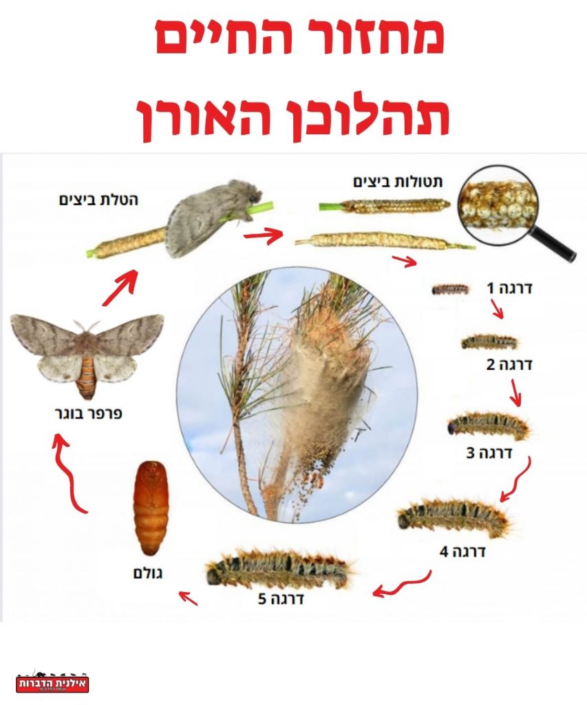 מחזור החיים תהלוכן האורן