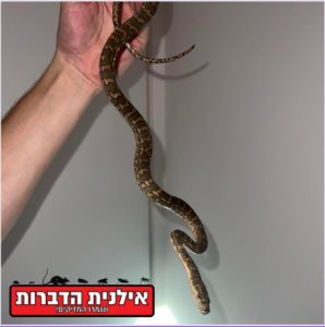 נחש