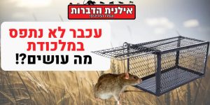 עכבר לא נתפס במלכודת מה עושים?