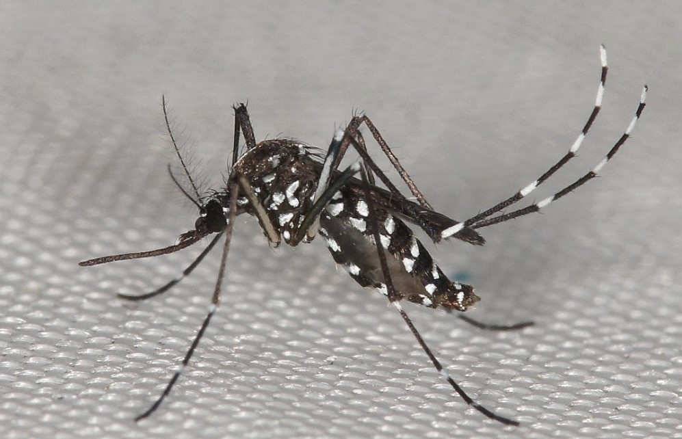 הדברה ליתוש הטיגריס האסייתי