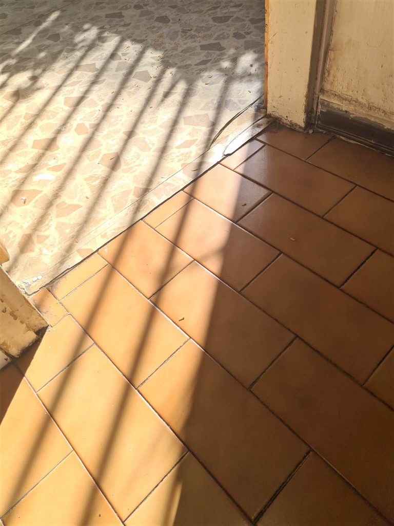 תמונות של תולעים בבית