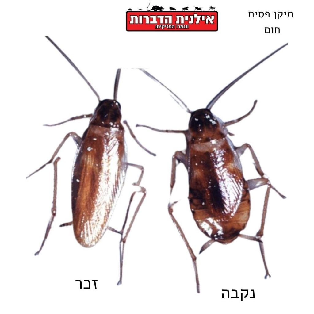 תיקן פסים חום