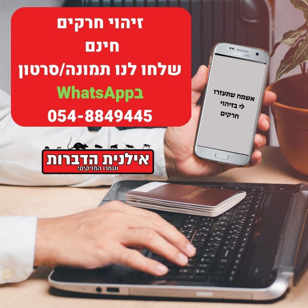 זיהוי חרקים חינם