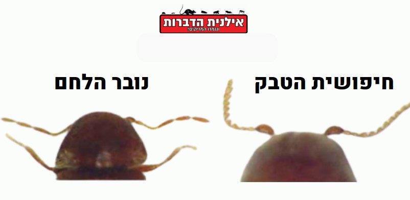 נובר הלחם