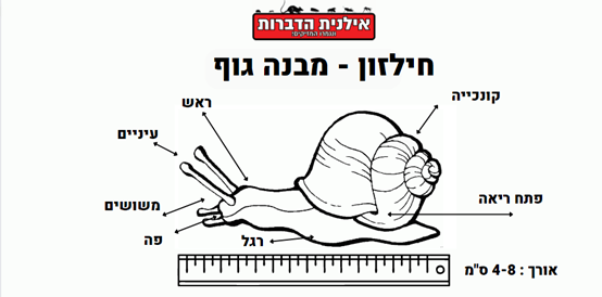 הדברת חלזונות וחשופיות