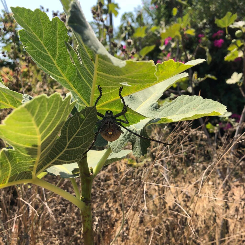 יקרונית התאנה על ענף תאנה