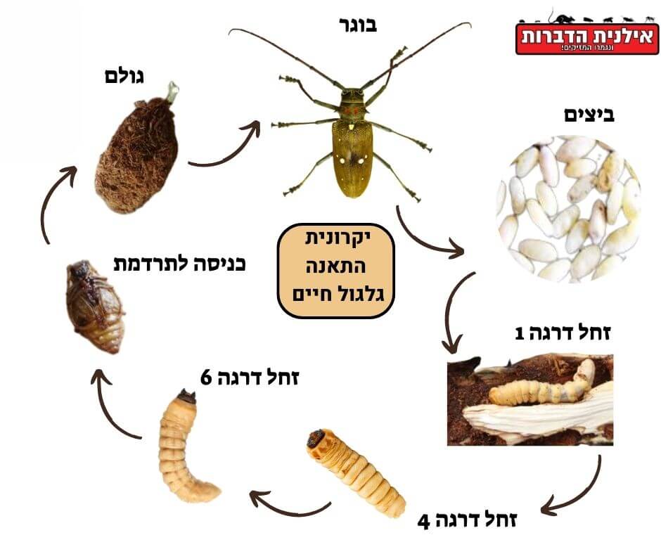 יקרונית התאנה גלגול חיים