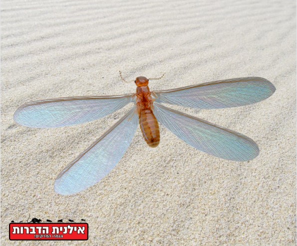 טרמיט קריבי West Indian drywood termite