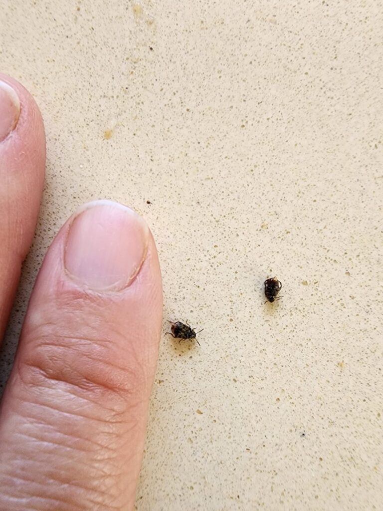זרעית השעועית