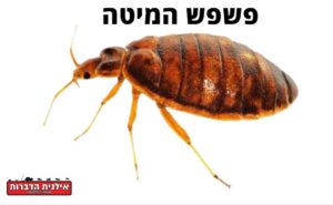 פשפש מיטה Cimex lectularius