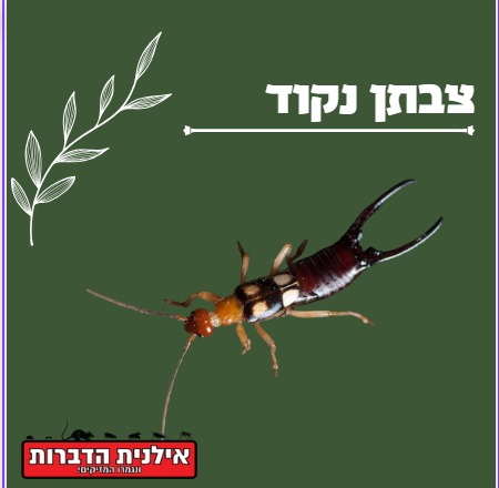 חרק מספרים