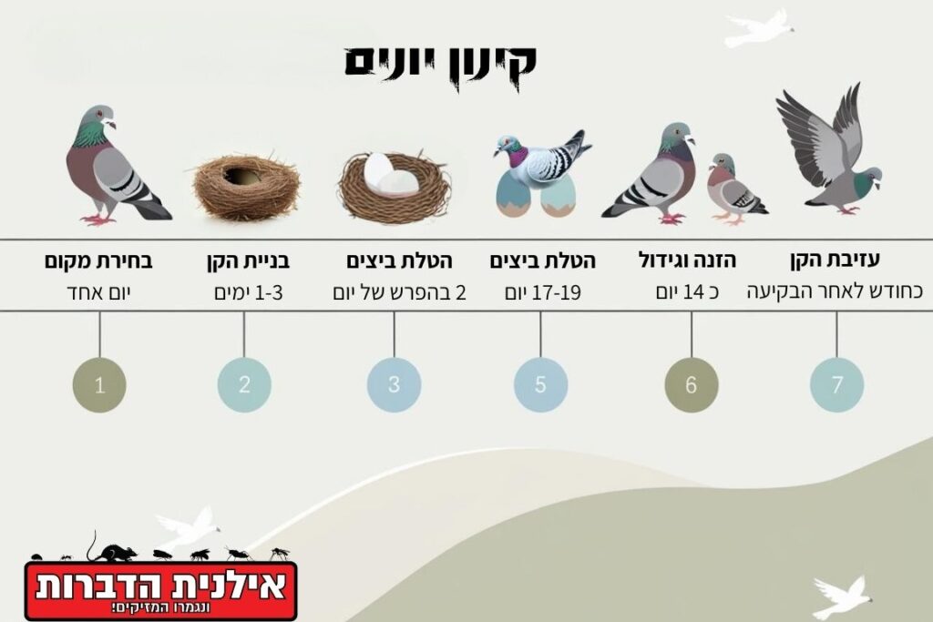 כמה זמן יונה מקננת