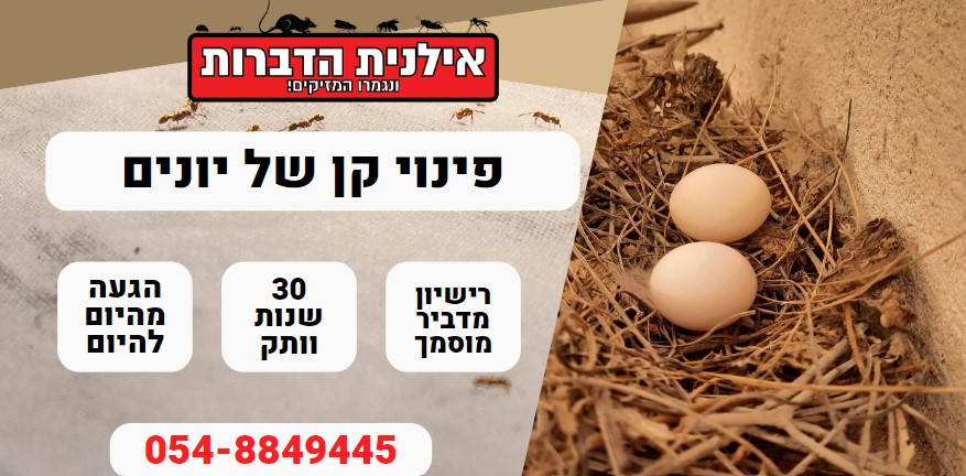 פינוי קן של יונים