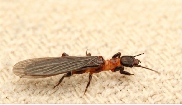 אמביה (Embiidina )​