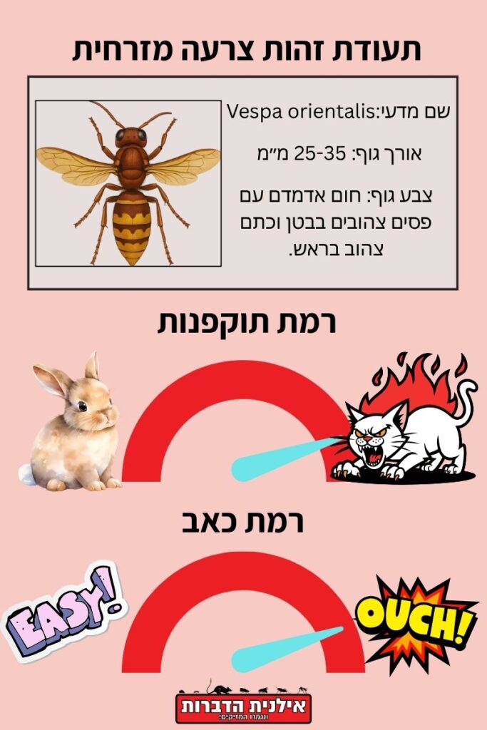 צרעה מזרחית
