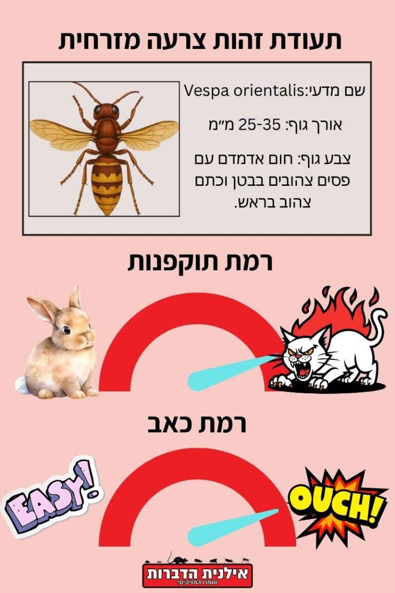 צרעה מזרחית