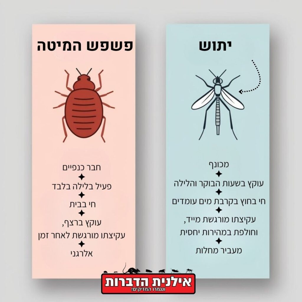 איך מבדילים בין יתוש לפשפש