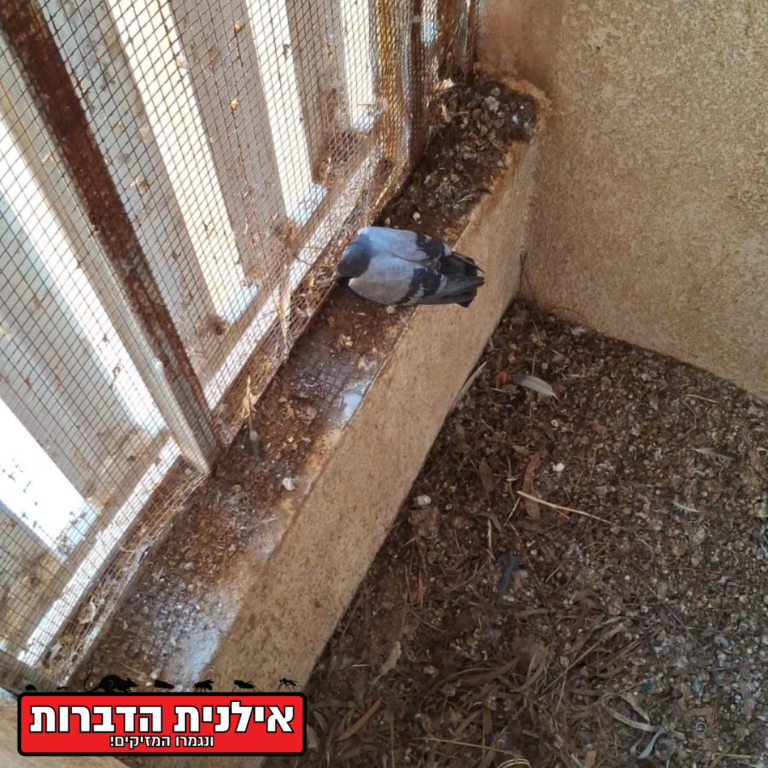 ניקוי מסתור כביסה