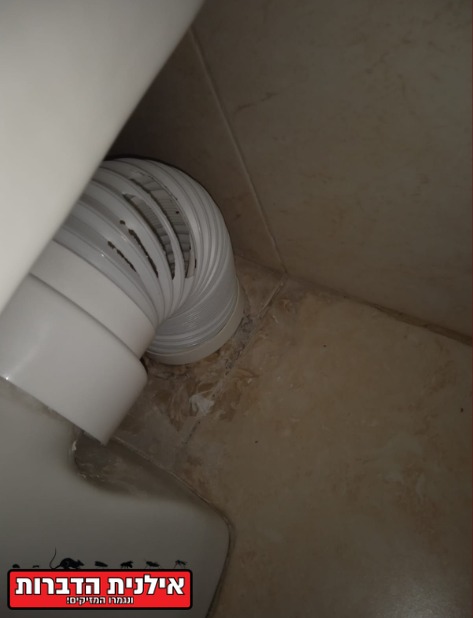 חולדה מכרסמת צינור אסלה