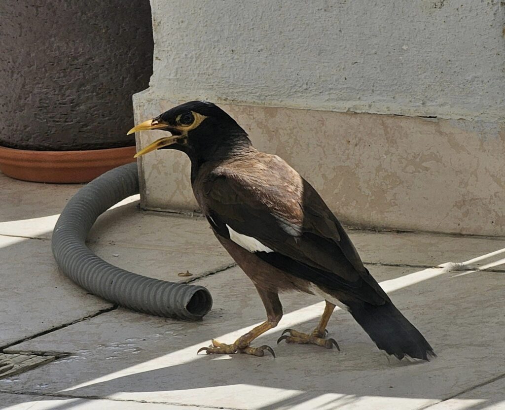 הרחקת מיינה הודית