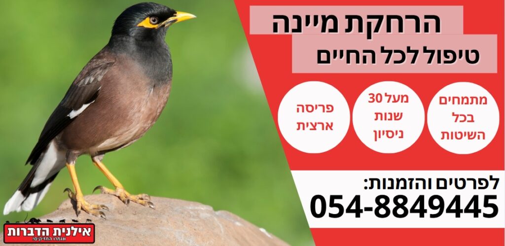 הרחקת מיינה