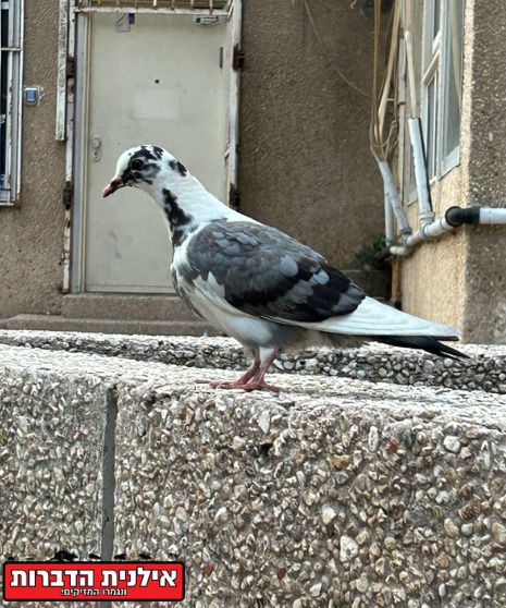 סילוק יונים מהבית