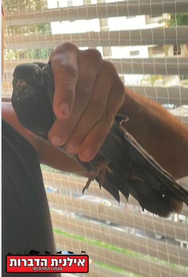 לכידת יונים ממסתור כביסה