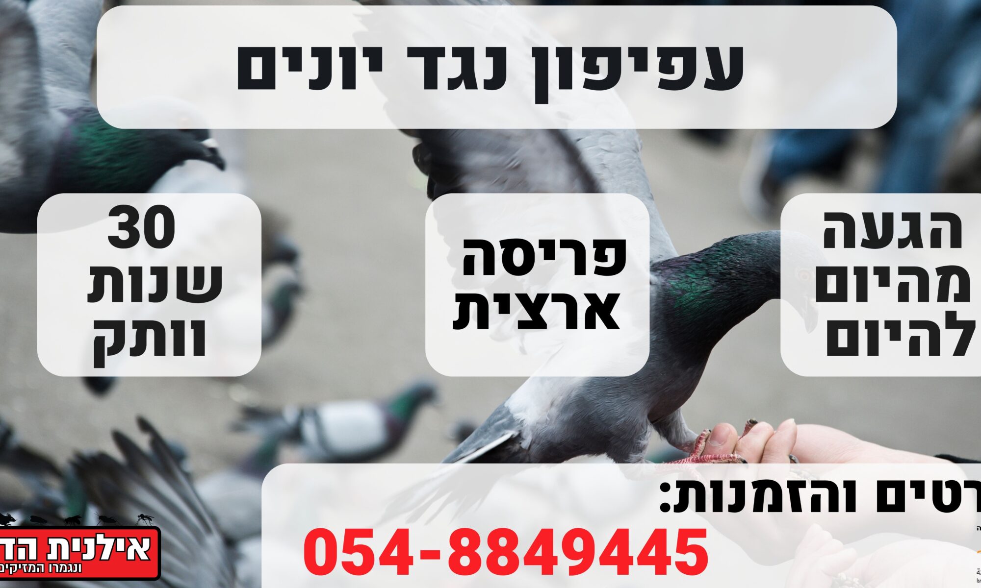 עפיפון נגד יונים