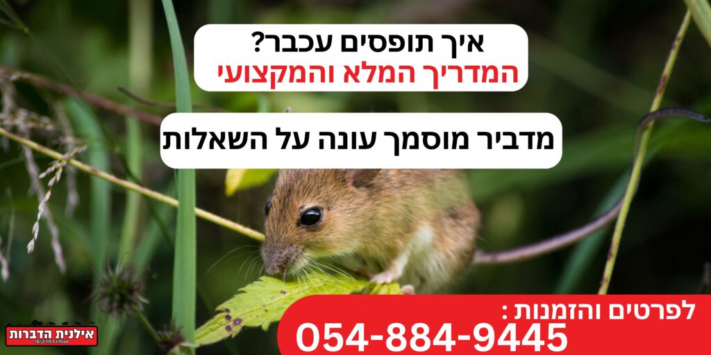 איך תופסים עכבר
