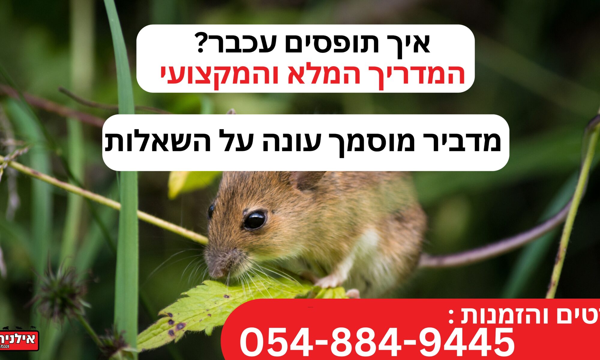 איך תופסים עכבר