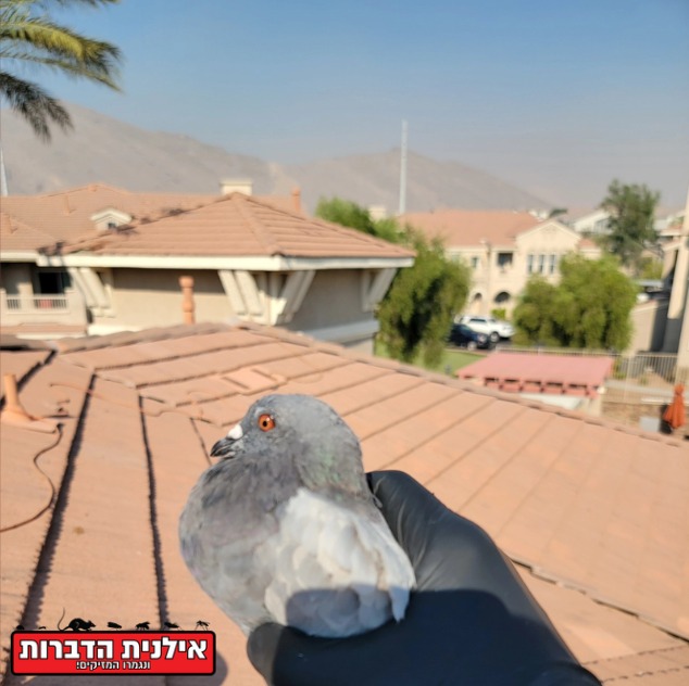 לכידת יונים אלקטרונית
