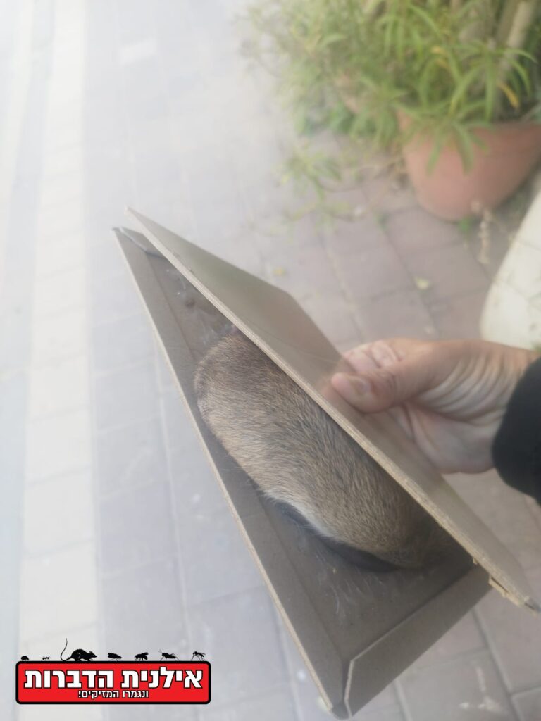 לוכד עכברושים וחולדות