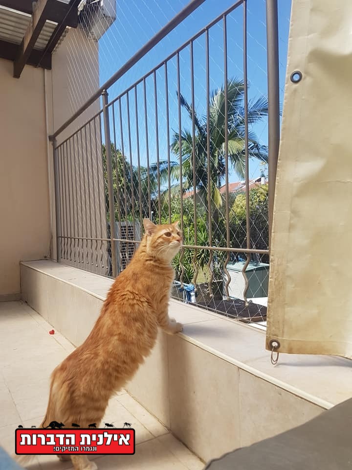 רשת למניעת נפילת חתולים במרפסות / חלונות