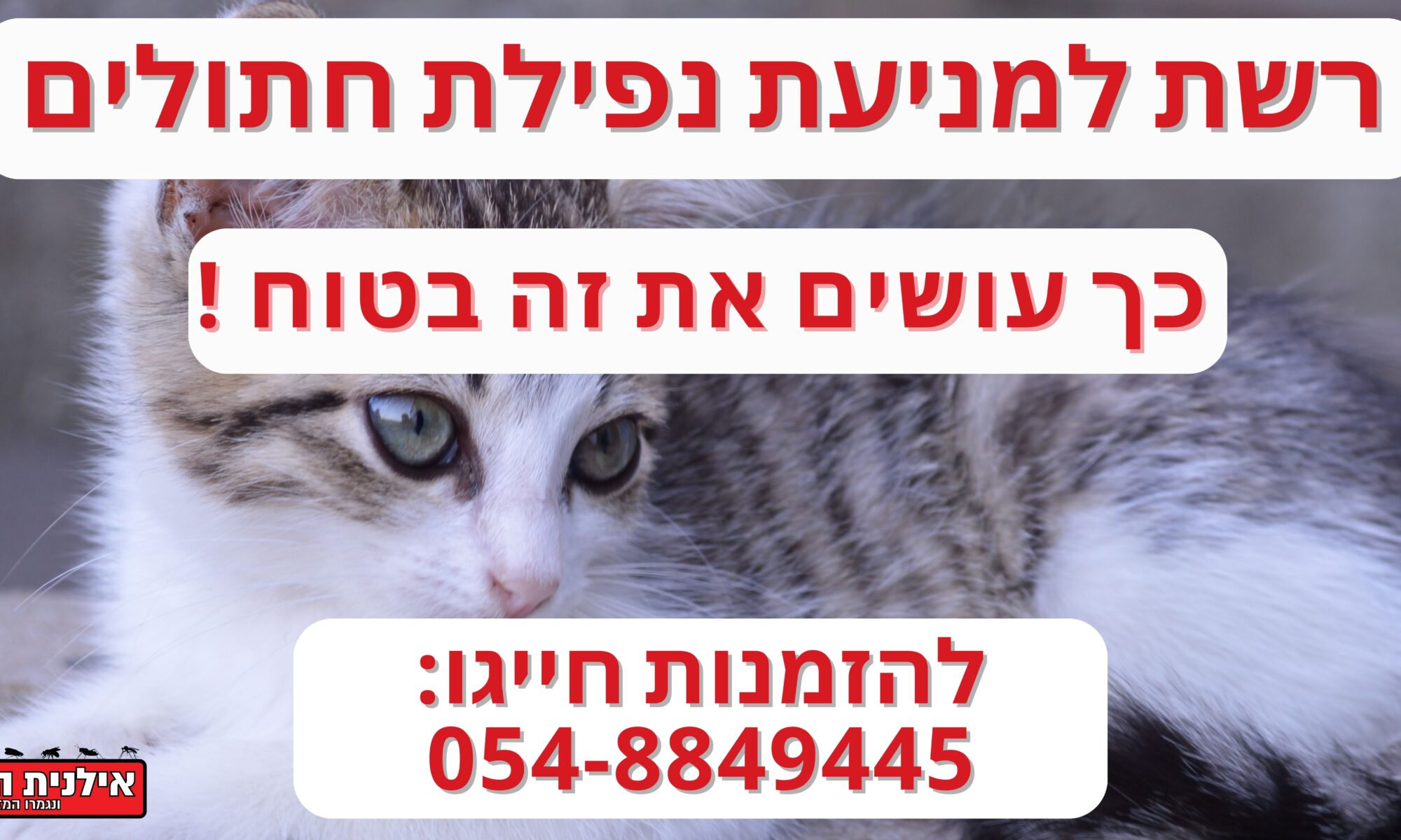 איך מונעים מחתול ליפול מהגג
