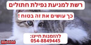 איך מונעים מחתול ליפול מהגג