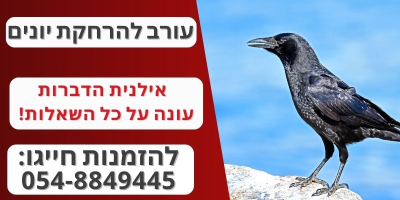 הזמנת בובת עורב להרחקת יונים