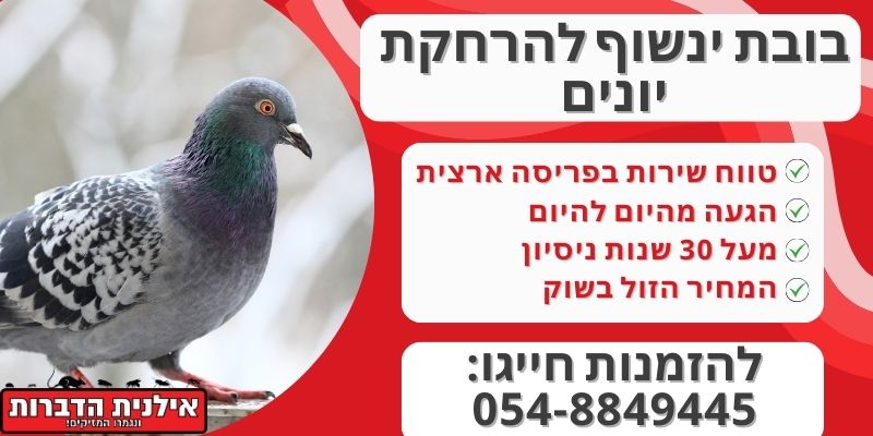 דחליל דמוי עורב להרחקת יונים