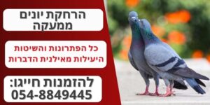 הרחקת יונים ממעקה