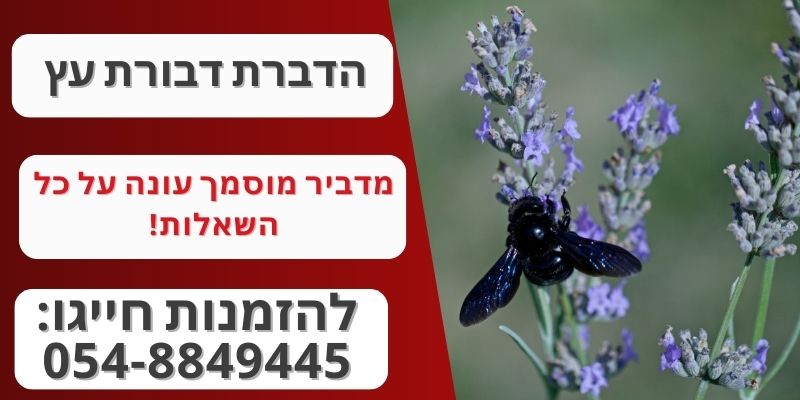 הדברת דבורת עץ