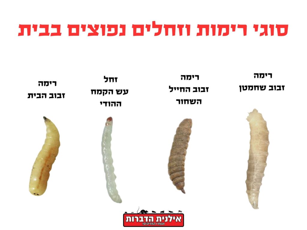 סוגי רימות וזחלים נפוצים בבית
