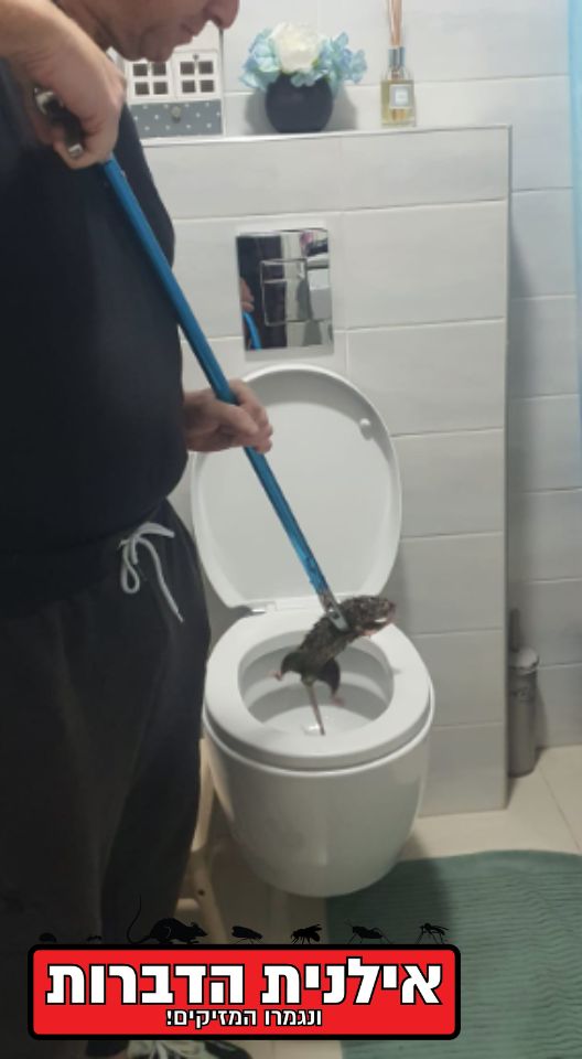 לכידת חולדה באסלה