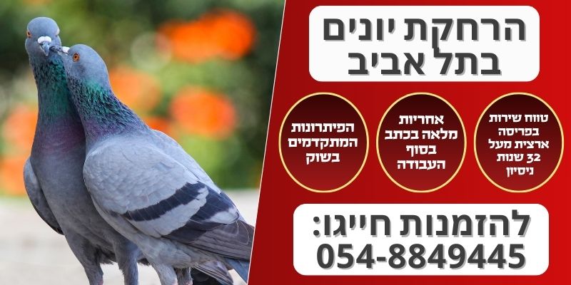 הרחקת יונים בתל אביב
